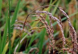 Sheath Rot Disease of Rice: Causes, Symptoms & Control Measures