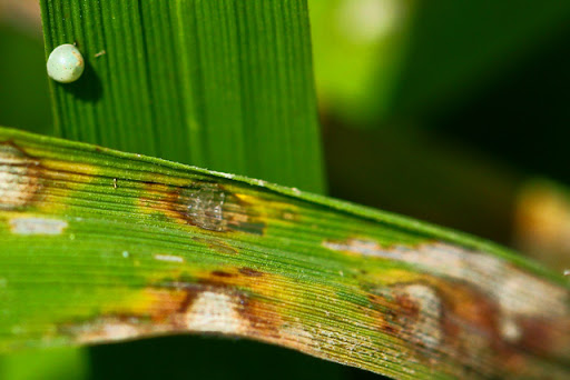 Bacterial Leaf Blight (BLB) Prevention Tips for a Healthy Rice Harvest !