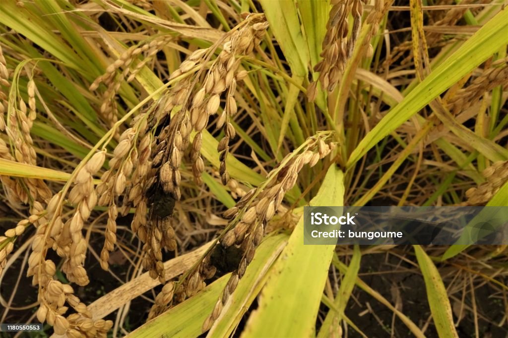 False Smut Disease of Rice : Causes, Symptoms, and Management Strategies