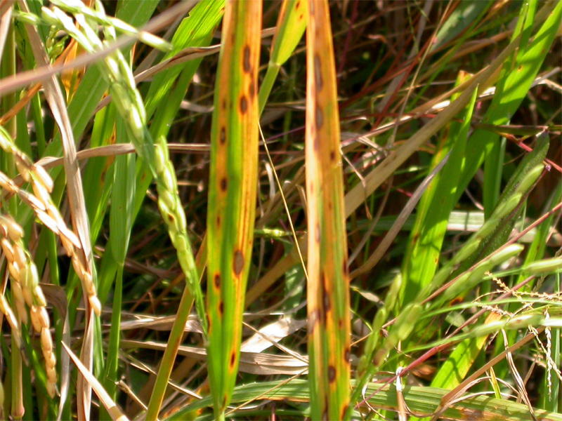 Brown Spot Disease of Rice : Causes, Symptoms, and Management Strategies