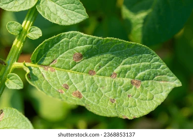 early blight of potato