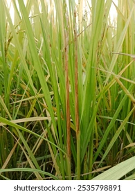 sheath blight of rice